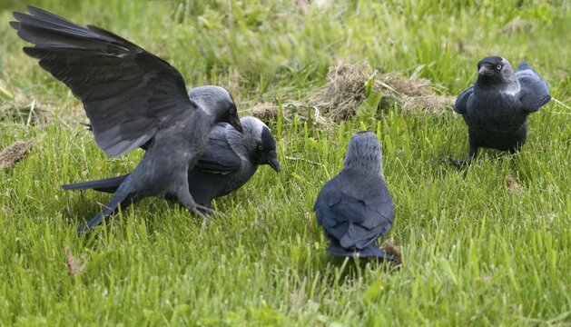 Corvus monedula, jackdaw, Sweden, birds, corvidae family of birds, passeri, corvids, songbirds, songbirds, Sweden, birds
