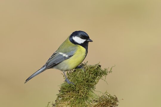 Great tit (Parus major) sitting on a branch overgrown with moss, side view, North Rhine-Westphalia, Germany