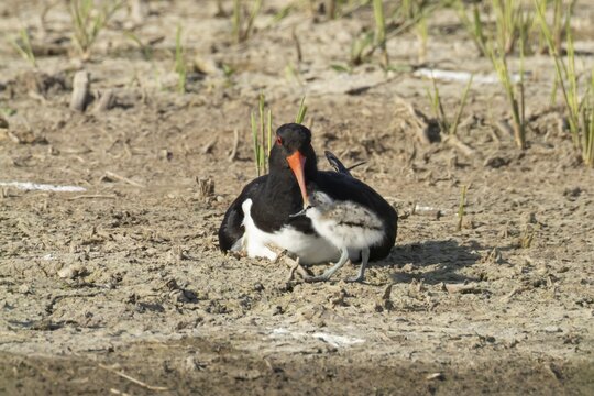 Eurasian oystercatcher (Haematopus ostralegus) adult wading bird seemingly adopted a Pied avocet (Recurvirostra avosetta) juvenile baby chick on an island in summer, RSPB Minsmere nature reserve, Suffolk, England, United Kingdom