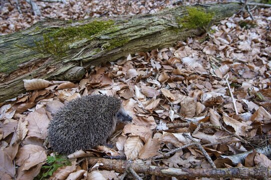 Hedgehog (Erinaceidae) on the forest floor looking for winter quarters, Cloppenburg, Lower Saxony, Germany