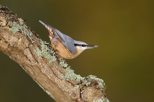 Eurasian nuthatch (Sitta europaea) on a branch, wildlife, Germany
