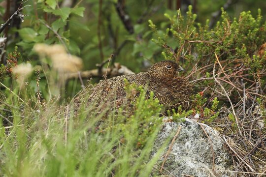 Willow ptarmigan (Lagopus lagopus) hen, perfectly camouflaged, Lofoten, Norway, Scandinavia
