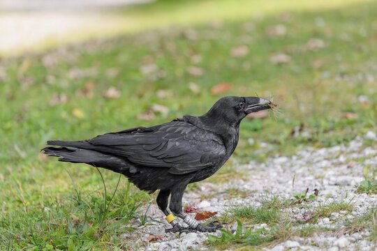 A raven (Corvus corax) stands in a meadow and digs up hidden food