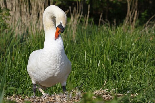 Mute swan (Cygnus olor) stands on nest and cleans its plumage, Schleswig-Holstein, Germany