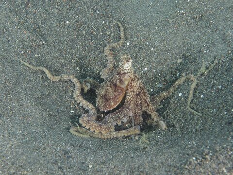 A marbled octopus (Amphioctopus aegina) is hiding in the sand, showing off its patterns, at the Puri Jati dive site, Umeanyar, Bali, Indonesia