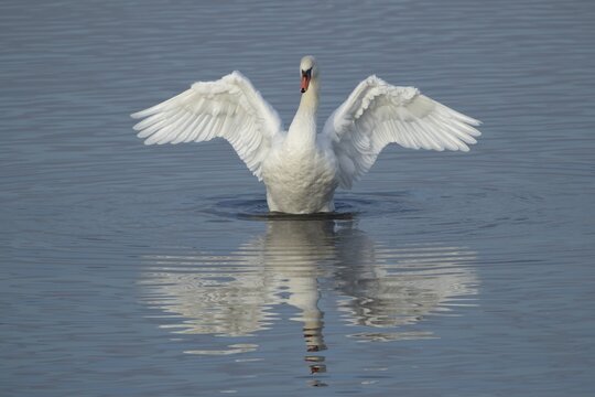 Mute swan (Cygnus olor) adult bird flapping its wings on a lake, England, United Kingdom