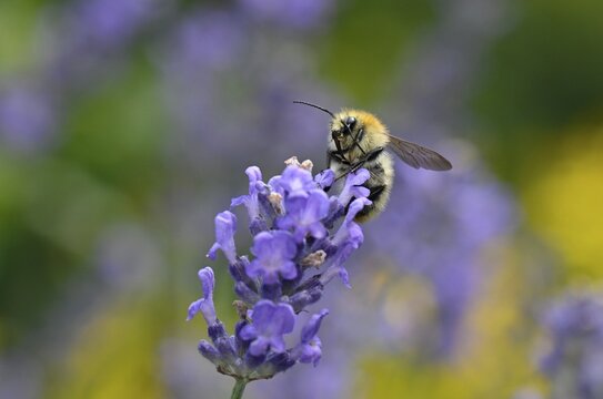 Honey bee (Apis mellifera), collecting nectar on true common lavender (Lavandula angustifolia), Stuttgart, Baden-W&uuml;rttemberg, Germany