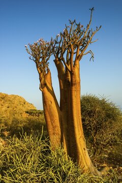 Bottle Tree (Adenium obesum) in bloom, endemic species, Socotra, Yemen