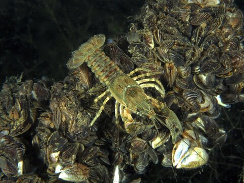Crayfish (Faxonius limosus) at night, American crayfish, invasive species. Bottom covered with quagga mussels (Dreissena rostriformis bugensis), invasive species. Dive site Wildsau, Berlingen, Lake Constance, Switzerland