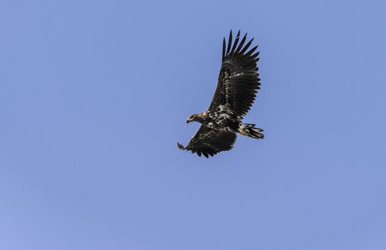 White-tailed eagle (Haliaeetus albicilla) in flight, Lofoten, Norway