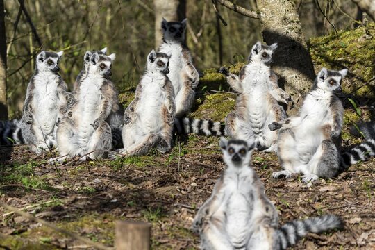 Ring-tailed lemur (Lemur catta), sunbathing, France