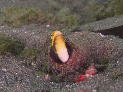 A curious fish, the striped mimic sabre-toothed blenny (Petroscirtes breviceps), emerges from a bottle buried in the sandy seabed, its yellow and black head stands out. Dive site: Secret Bay, Gilimanuk, Bali, Indonesia