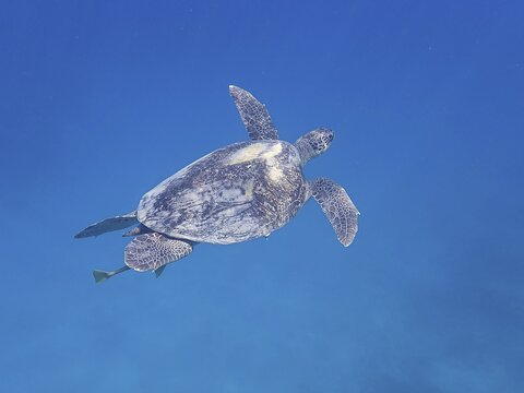 Green turtle (Chelonia mydas), monochrome blue background, detachable, dive site Marsa Shona Reef, Egypt, Red Sea