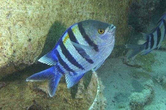 Indo-Pacific sergeant (Abudefduf vaigiensis) . Dive site Shaab Sharm, Egypt, Red Sea