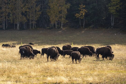 Herd of Beefalos or Cattalos on a pasture, crossing of American Bison (Bison bison) and domestic cattle (Bos taurus), Grand Canyon National Park, North Rim, Arizona, USA