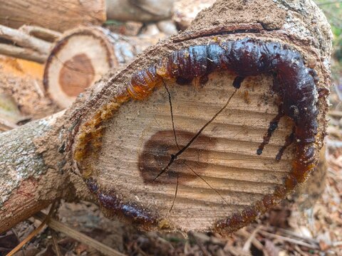 Tree trunk cross section showing growth rings and copal resin