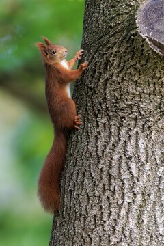 Squirrel climbing up the trunk, set free from soft green, squirrel (Sciurus vulgaris), wildlife, Germany