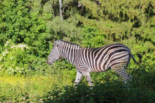 A Chapman's zebra (Equus quagga chapmani) runs across a yellow flowering meadow in hilly terrain. South East Africa