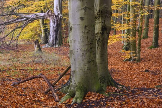Beech forest on the Hohe Ufer on the Hunte near D&ouml;tlingen, forest, Huntepadd, D&ouml;tingen, Lower Saxony, Germany