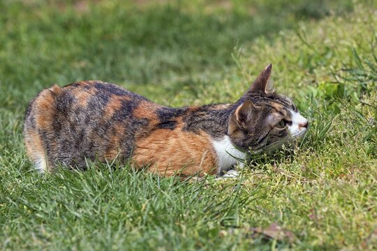 European shorthair, felidae (Felis catus), tricolour, lying in the grass, Baden-W&uuml;rttemberg, Germany