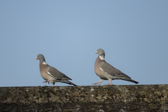 Wood pigeon (Columba palumbus) two adult birds one bird chasing the other on an urban house roof, England, United Kingdom