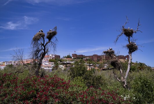 Several storks nesting in stork nests, young animals, behind Silves, castle, Castelo de Silves, cathedral, S&eacute; Catedral de Silves, Algarve, Portugal