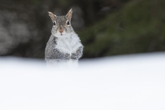 Eastern gray squirrel (sciurus carolinensis) sitting in snow and watching, region of La Mauricie, province of Quebec, Canada