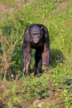 Bonobo, pygmy chimpanzee (Pan Paniscus), adult, foraging, endangered species, captive