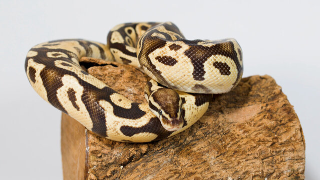 Ball Python Coiled on a Wooden Log Against White Background