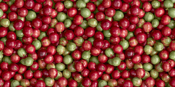 Aged coffee cherry fruit texture seamless, tileable surface for graphic element backdrop banner background