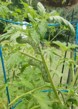 Hornworms