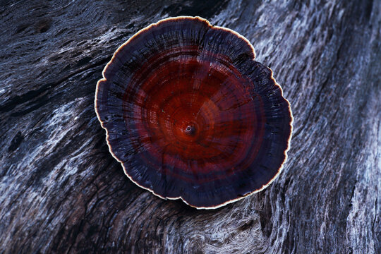 Mushrooms of the genus Microporus, commonly referred to as bracket fungi.