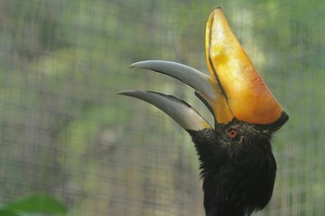 A view of a rhinoceros hornbill looking upward inside an enclosure at a zoo © Pitokung