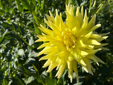 Yellow dahlia flower in garden 