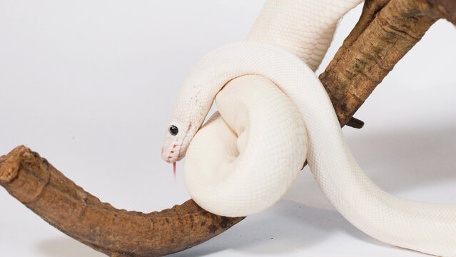 Albino White Snake Coiling Around Wooden Branch in Studio