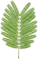 Symmetrical green fern frond on black background © Mul