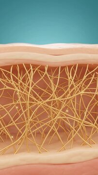 Collagen fibers growing in skin dermis, microscopic skin regeneration animation