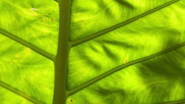 Close-up green leaf texture background