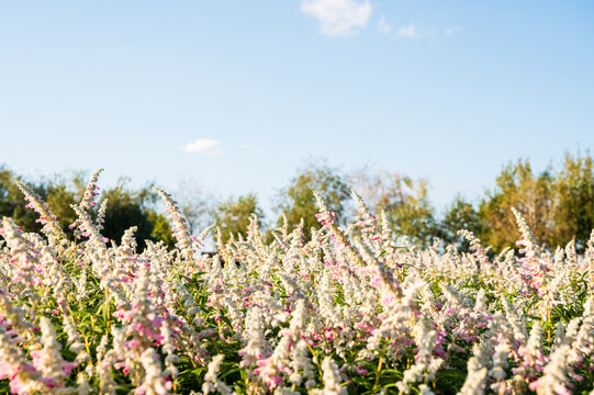 푸른 하늘 아래 바람에 흔들리는 분홍빛 멕시칸 세이지 꽃들(Pink mexican bush sage flowers swaying in the wind under blue sky in Korea.)