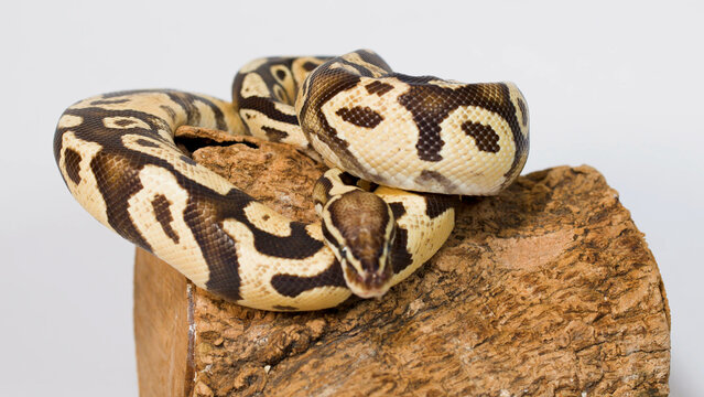 Ball Python Coiled on Wooden Log Isolated on White Background