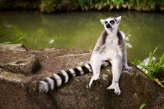 A Ring-tailed lemur sitting upright on a large mossy rock near a green pond, looking directly at the camera with its distinctive black and white striped tail extending to the side.