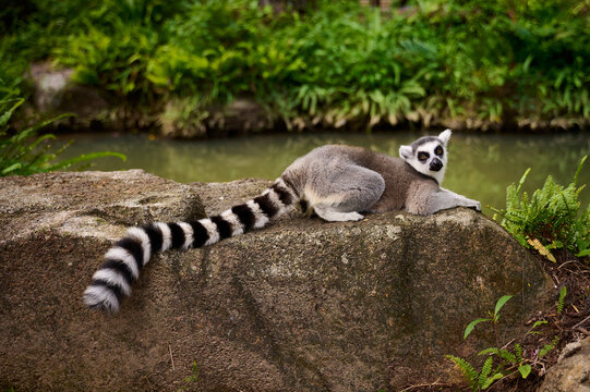 A relaxed Ring-tailed lemur lying down on a textured rock with its long striped tail hanging down, next to a calm body of water and green ferns.