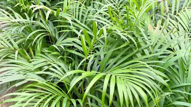 Chamaedorea seifrizii, commonly known as the bamboo palm or reed palm, is primarily grown as an ornamental and air-purifying plant rather than a mainstream or proven pharmaceutical medicine, though it