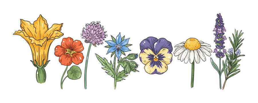 Edible Flowers and Herbs Vector Line Art featuring Squash Blossom, Nasturtium, Chive Flower, Borage, Pansy, Chamomile, Lavender, and Rosemary