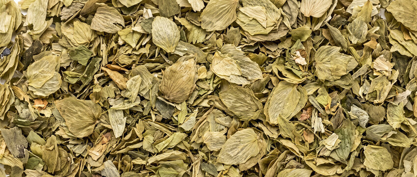 Dried spent hop bract flakes scattered as a natural botanical texture background