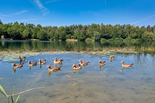 Viernheim, Germany- June 20th 2026: Goose family swimming on Waldsee forest lake in Viernheim on a sunny day surrounded by nature