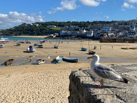 Seagull on stone wall overlooking sandy beach with boats and coastal town, St Ives, England, United Kingdom