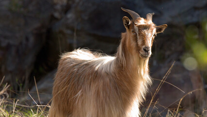 Long-Haired Feral Goat Standing in Natural Sunlight Looking at Camera © blueringmedia