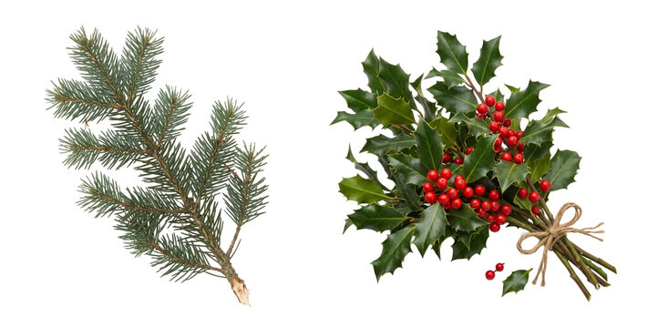 Evergreen fir branch and holly sprig with red berries