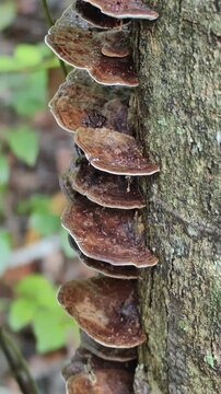 Closeup of large brown bracket mushrooms growing in a vertical stack on a tree bark